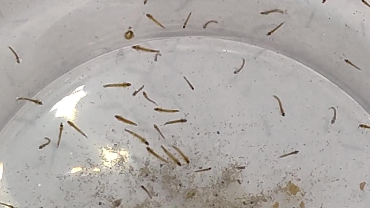 危险蚊子幼崽或幼虫在水里游泳视频下载