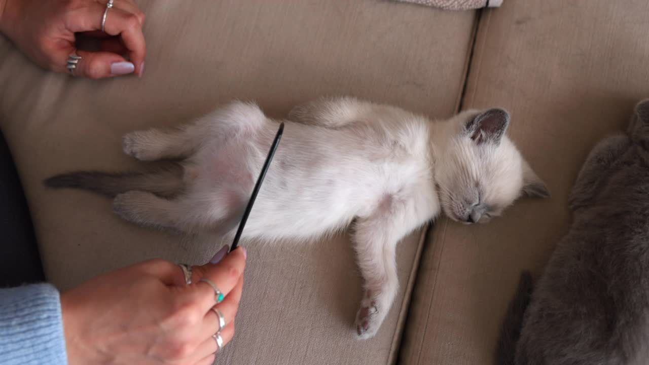 猫主人给小猫梳洗，她用梳子梳着视频下载
