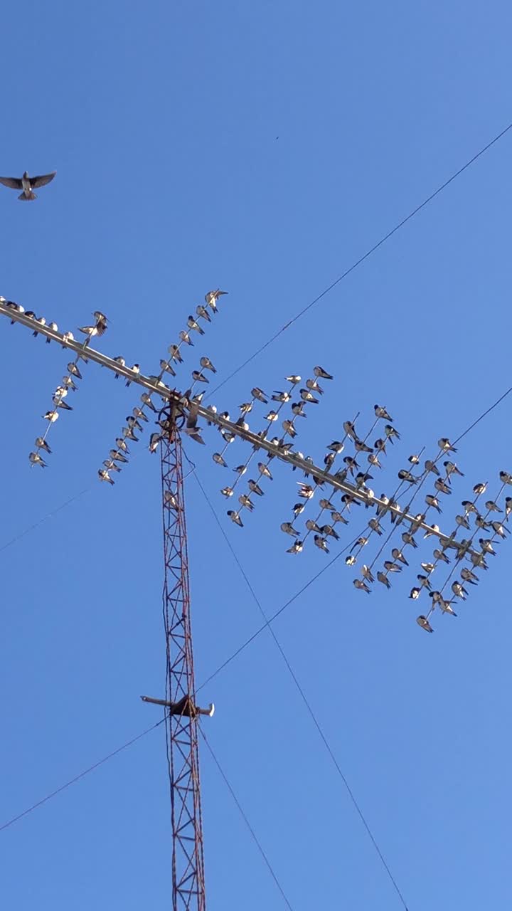 迁徙的仓燕鸟。栖息在天线上的鸟儿视频下载