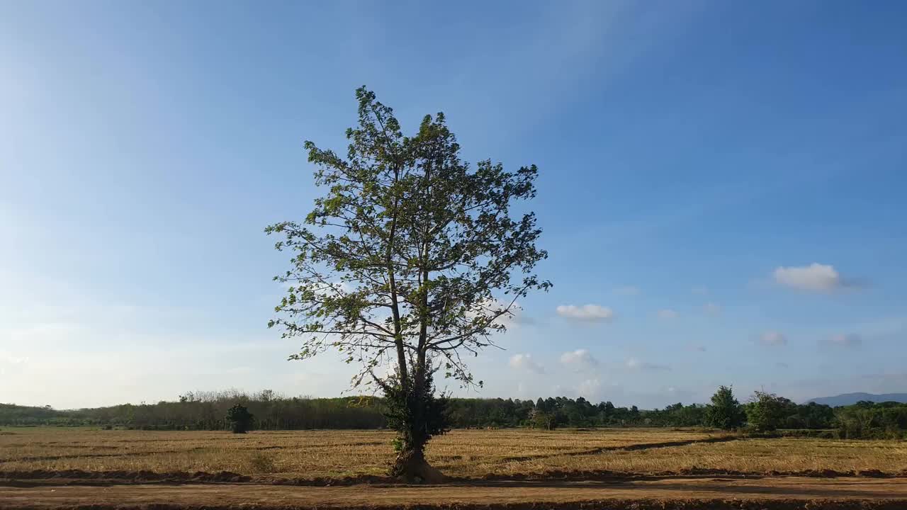 干旱农田上的单树，天空湛蓝视频下载