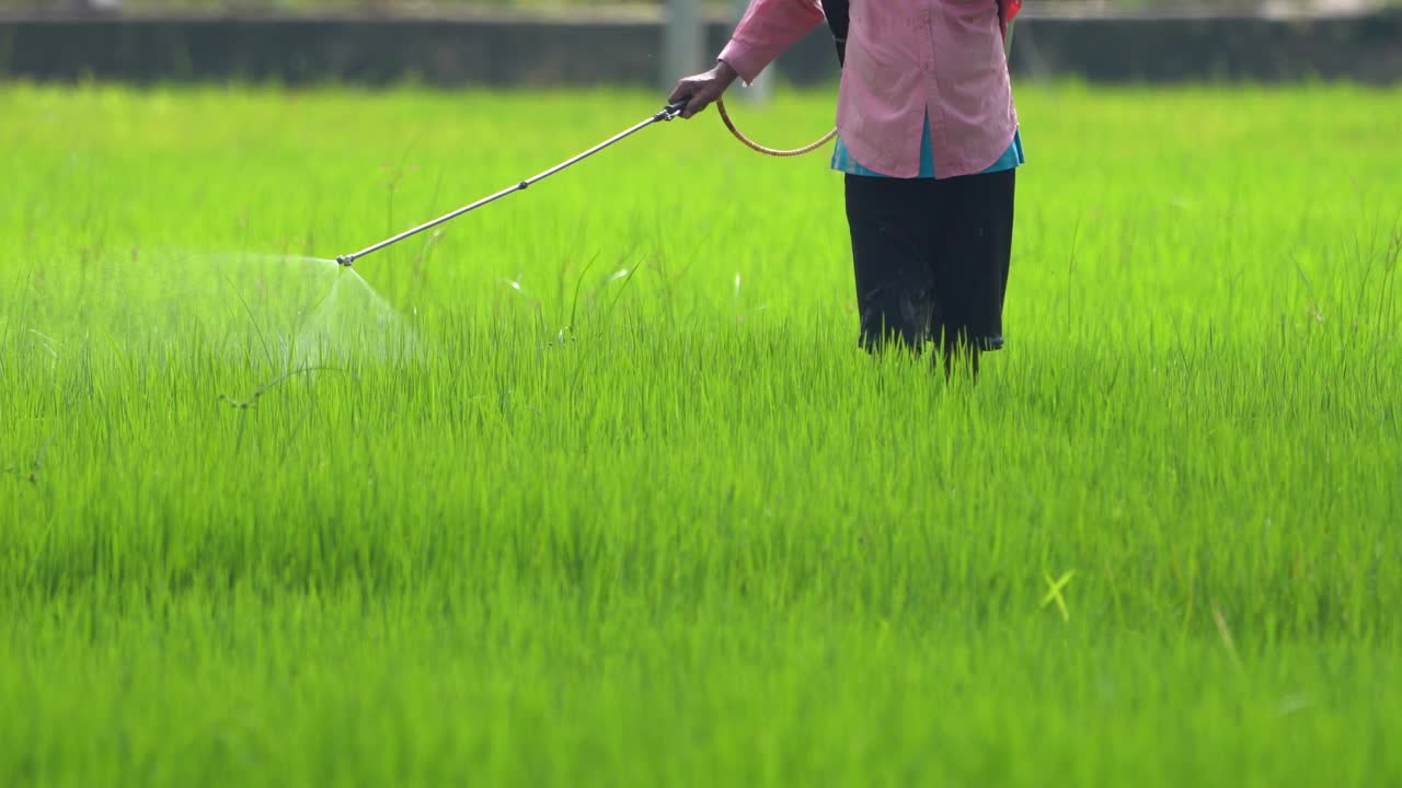斯里兰卡农民在水稻上喷洒农药视频素材