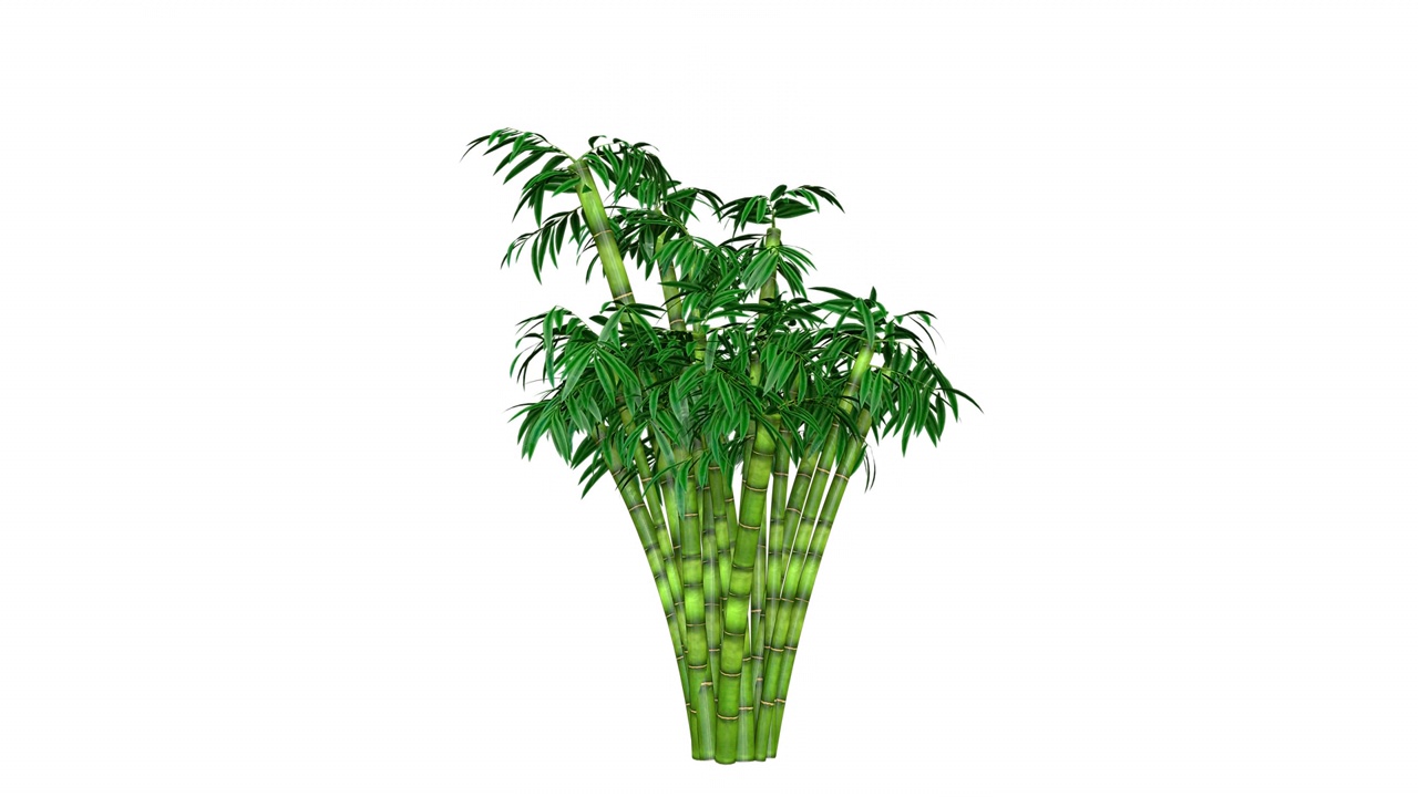 竹子生长，无缝环，白色背景视频下载