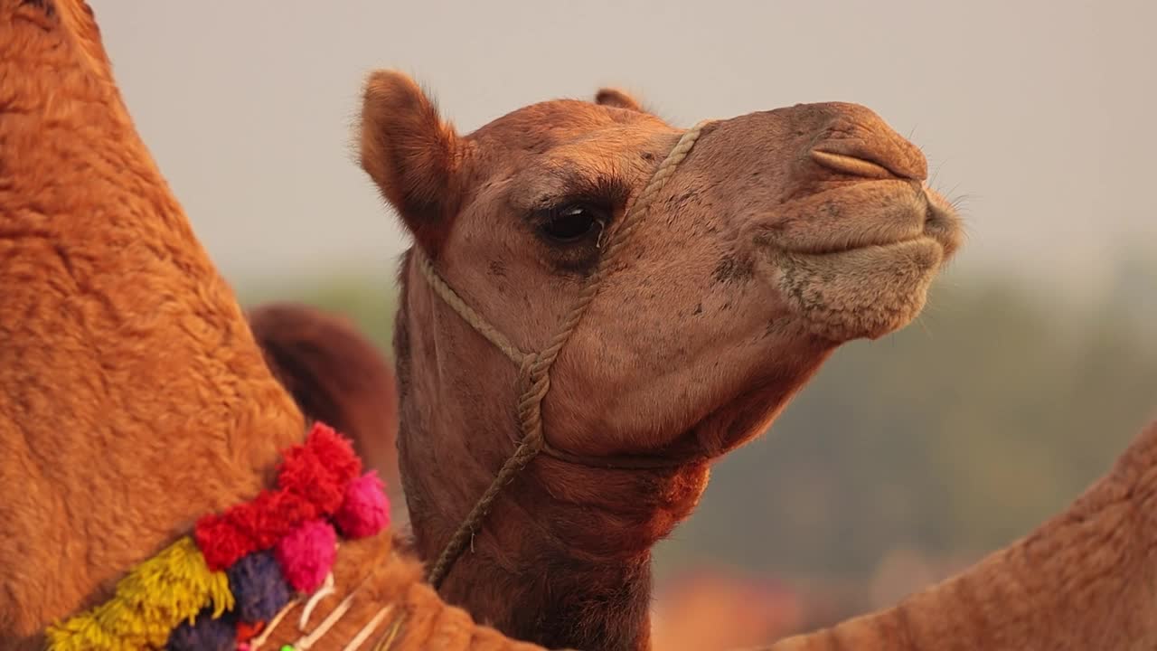 在印度拉贾斯坦邦的Pushkar Rajasthan镇，一年一度的牲畜展览会和文化活动，也被称为Pushkar骆驼展览会或当地称为Kartik Mela。视频素材
