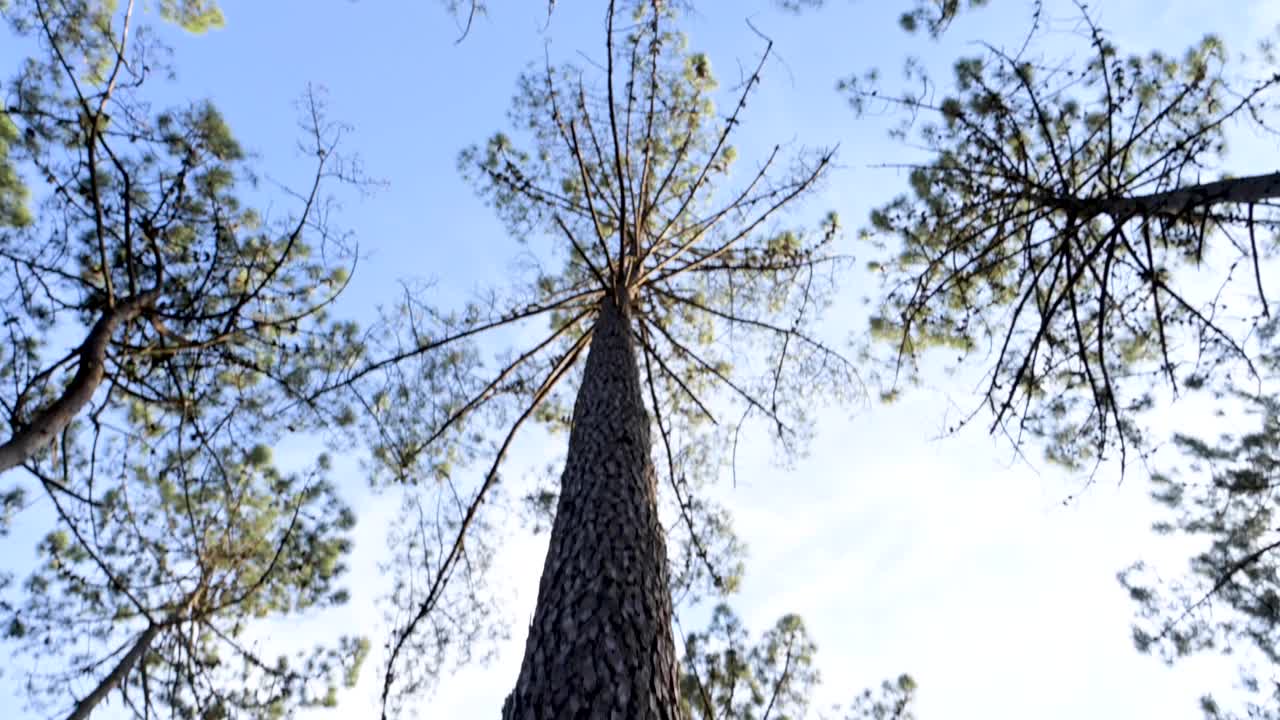 从松树树干中提取天然树脂视频下载