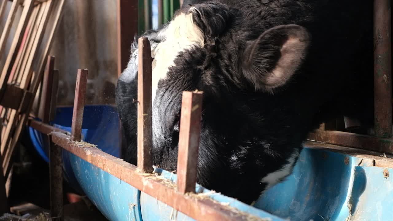 奶牛吃草视频下载