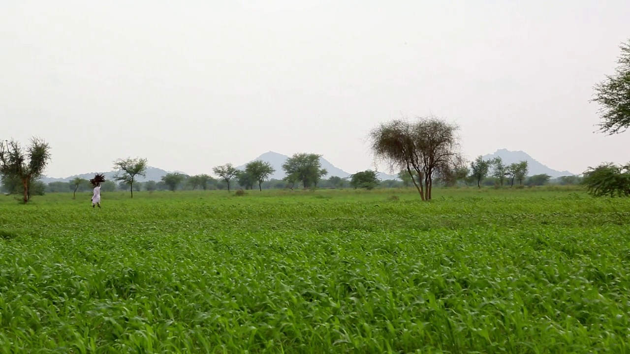 一个男人拿着木棍，走在农田里——全镜头视频素材
