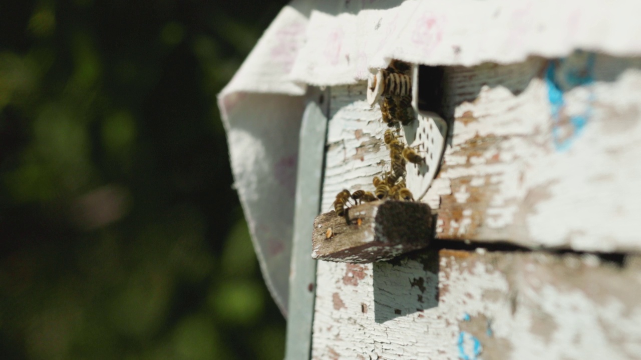 蜜蜂飞进蜂巢的特写镜头。蜜蜂飞了出来，飞进了木质蜂巢的入口。养蜂的概念视频素材