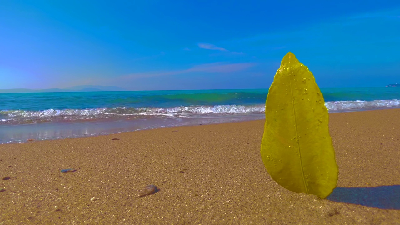 一片叶子在美丽的热带海滩上视频下载