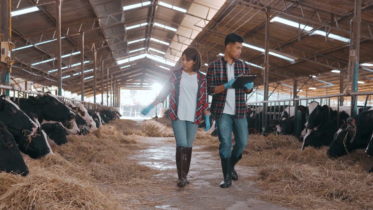 女农民和男农民沿着排走，检查谷仓里的牲畜。视频下载