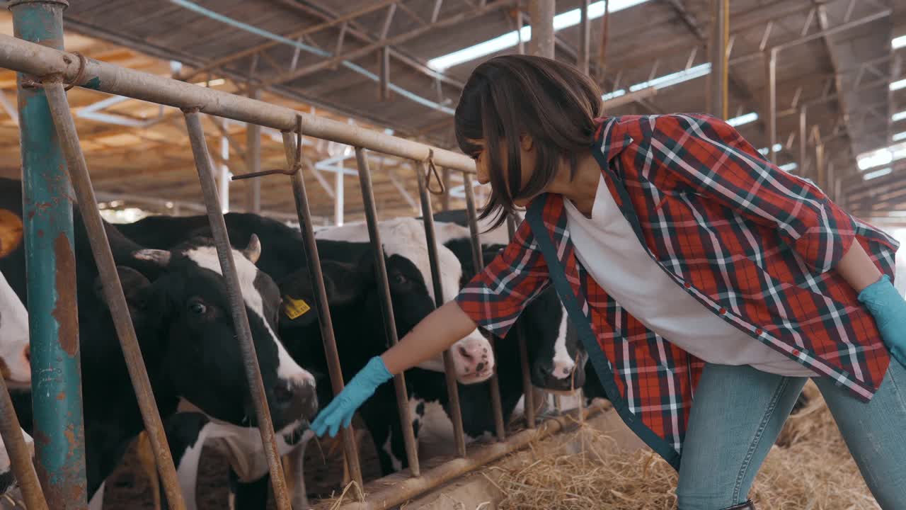 女农民在谷仓里检查奶牛。视频下载