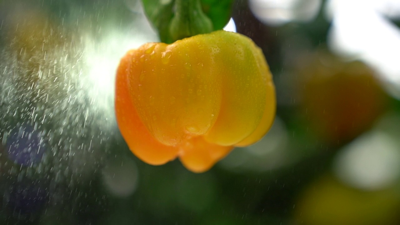 电影镜头的异国作物黄甜椒生长在温室里。有机农业在印度拍摄视频下载