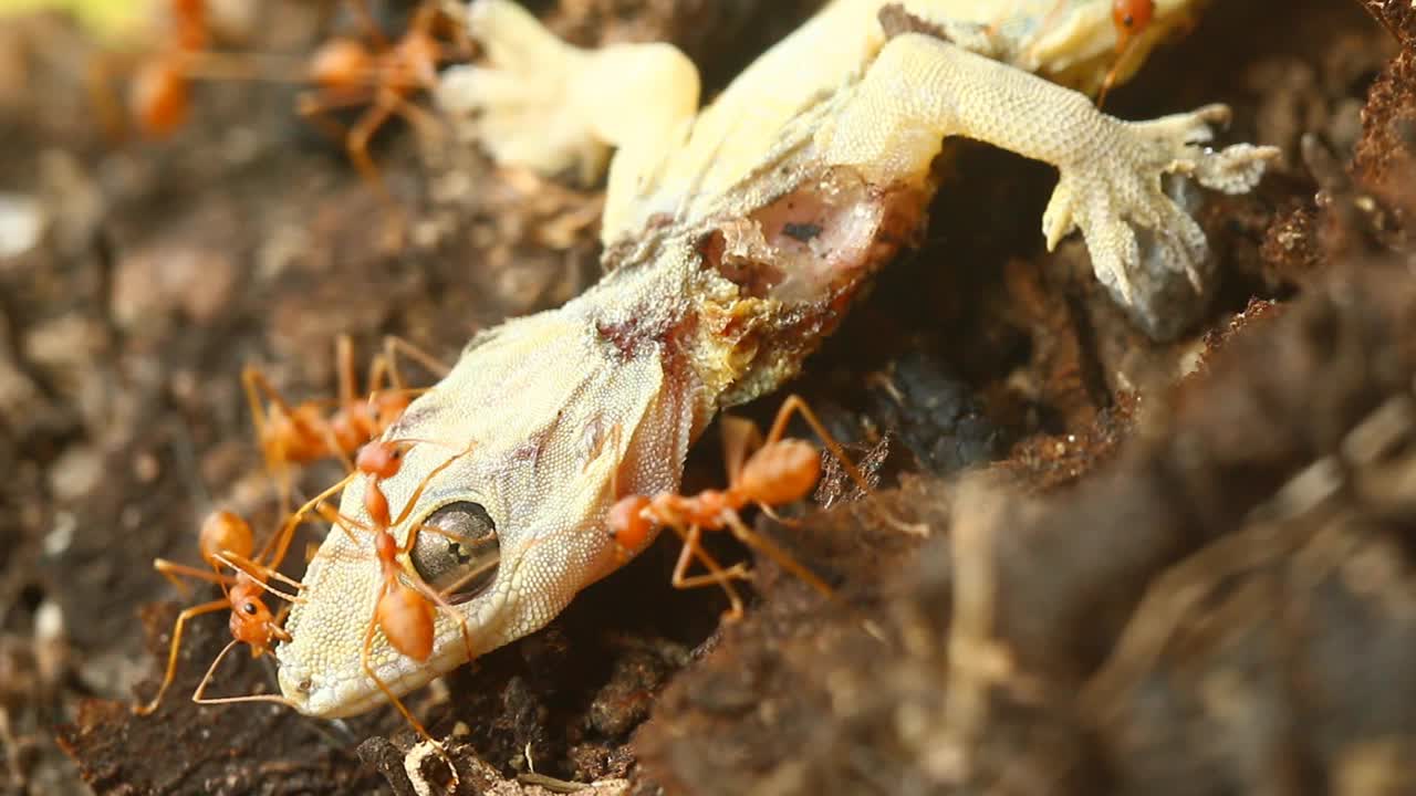 死蜥蜴和蚂蚁在树上视频素材