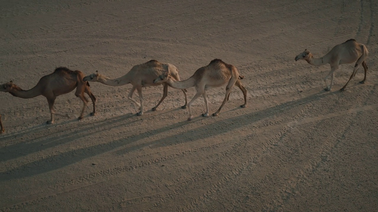 拍摄于阿拉伯联合酋长国迪拜，俯拍骆驼穿越沙漠的镜头视频素材