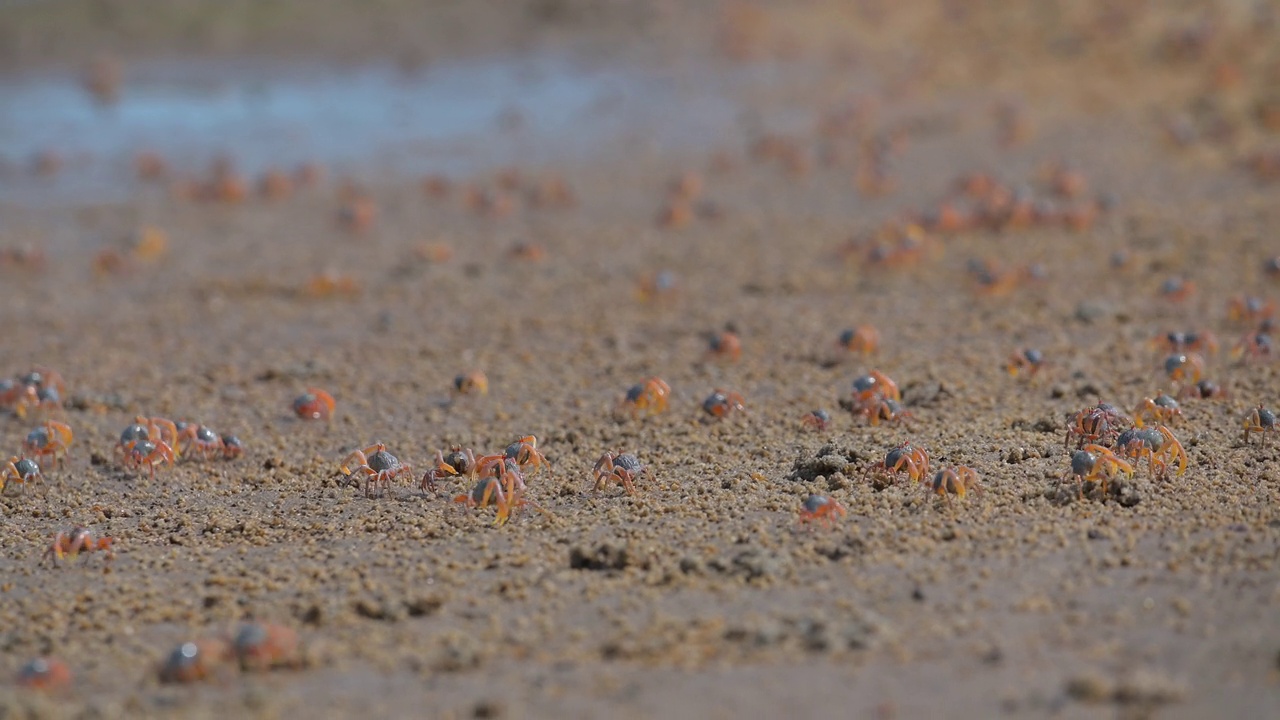 泰国南部的Satun省，成千上万的兵蟹在红树林地区的沙滩上。视频下载