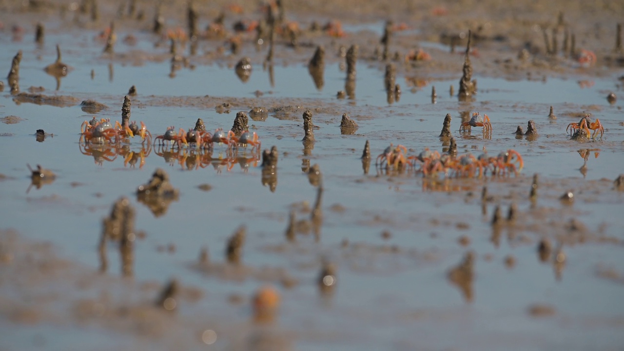 泰国南部的Satun省，成千上万的兵蟹在红树林地区的沙滩上。视频下载