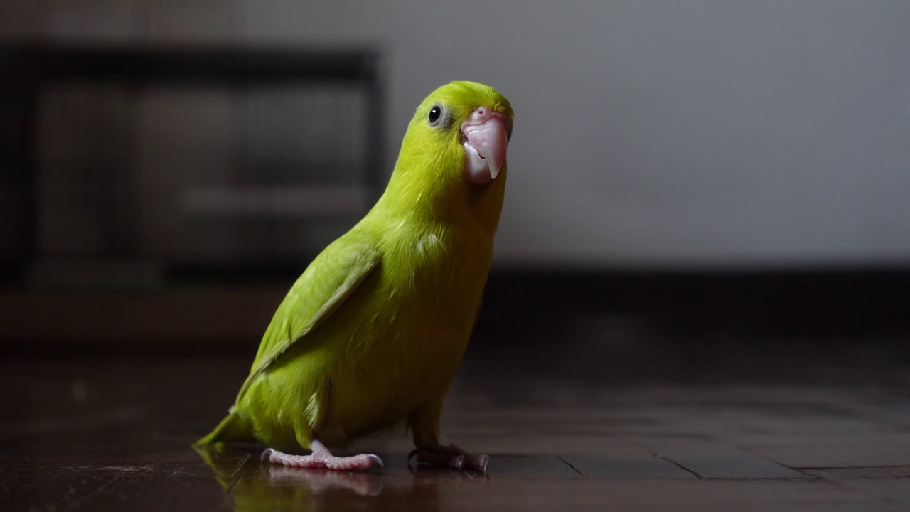 鹦鹉在房间里散步吃植物种子视频下载