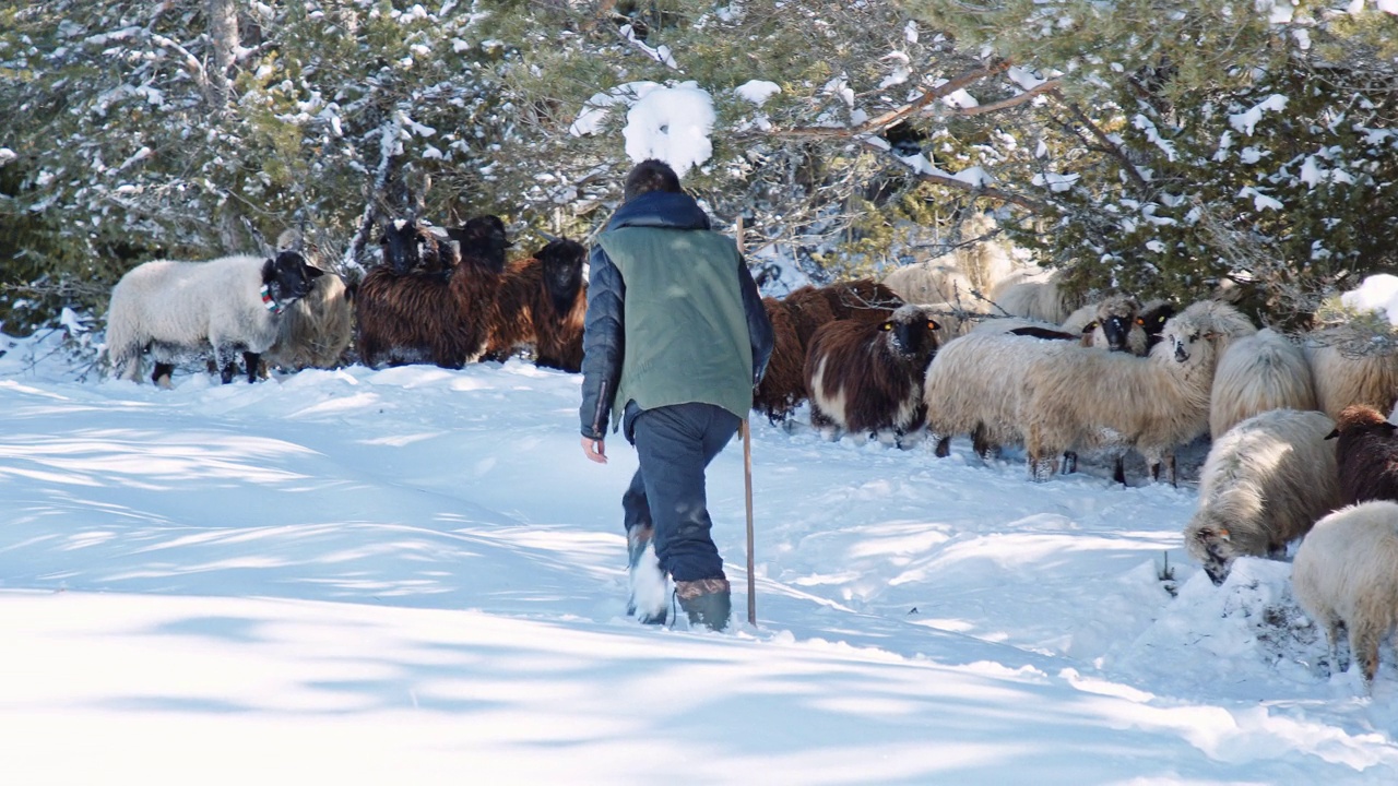 羊养殖。牧羊人带着羊群在雪山的牧场上吃草。传统畜牧业。视频素材