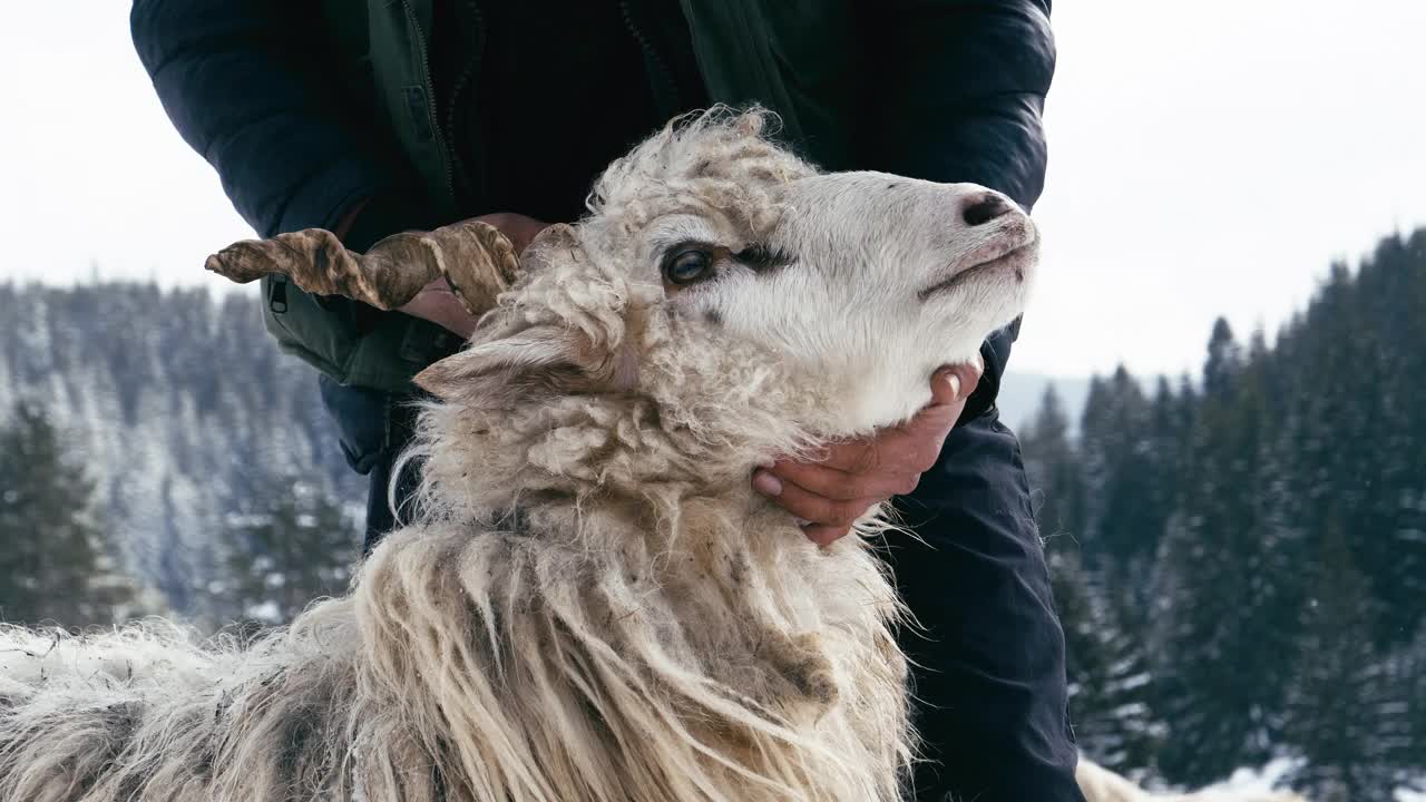 羊养殖。年轻的农民展示制作卷曲羊角的传统工艺。视频下载