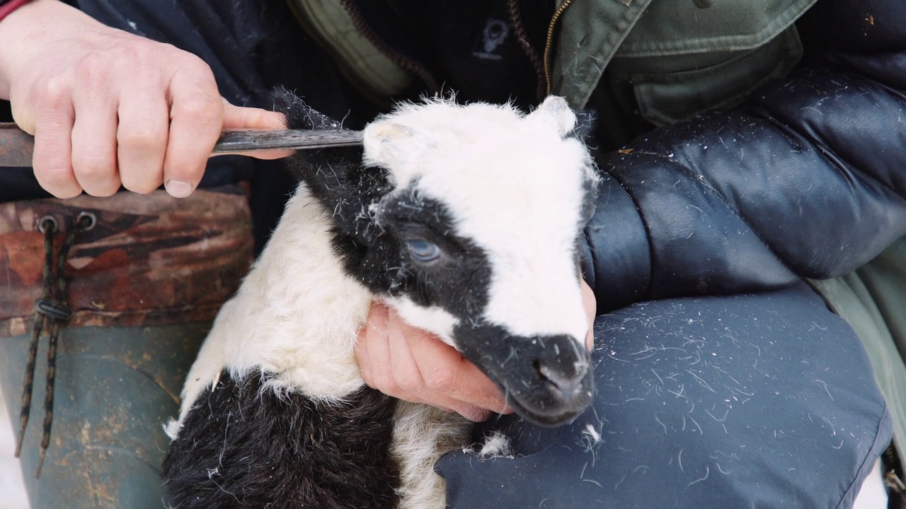 羊养殖。年轻的农民展示制作卷曲羊角的传统工艺。视频素材