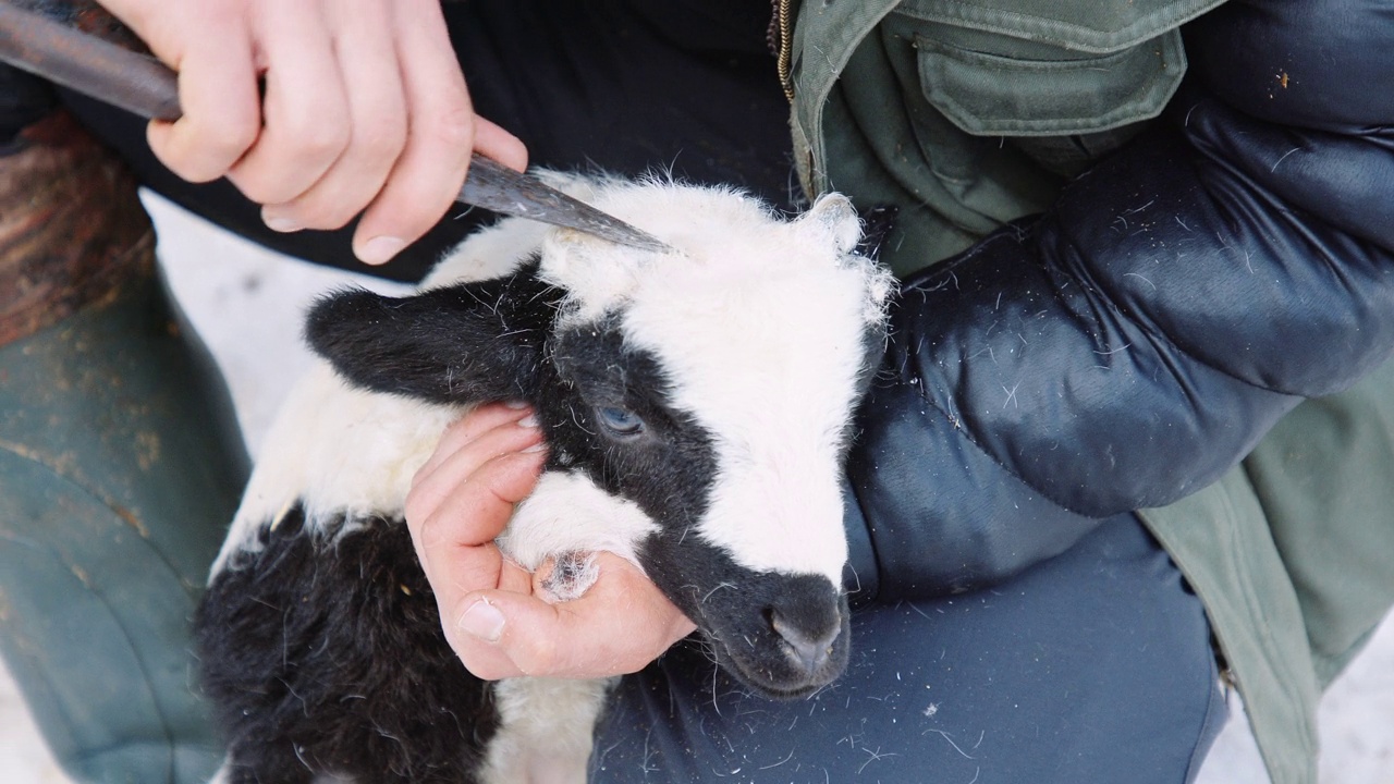 羊养殖。年轻的农民展示制作卷曲羊角的传统工艺。视频素材
