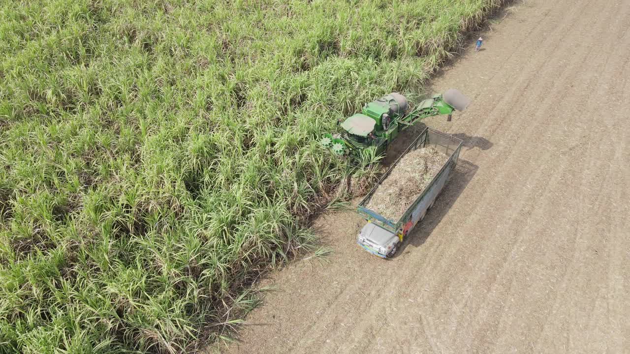 联合收割机在田里收割甘蔗视频下载