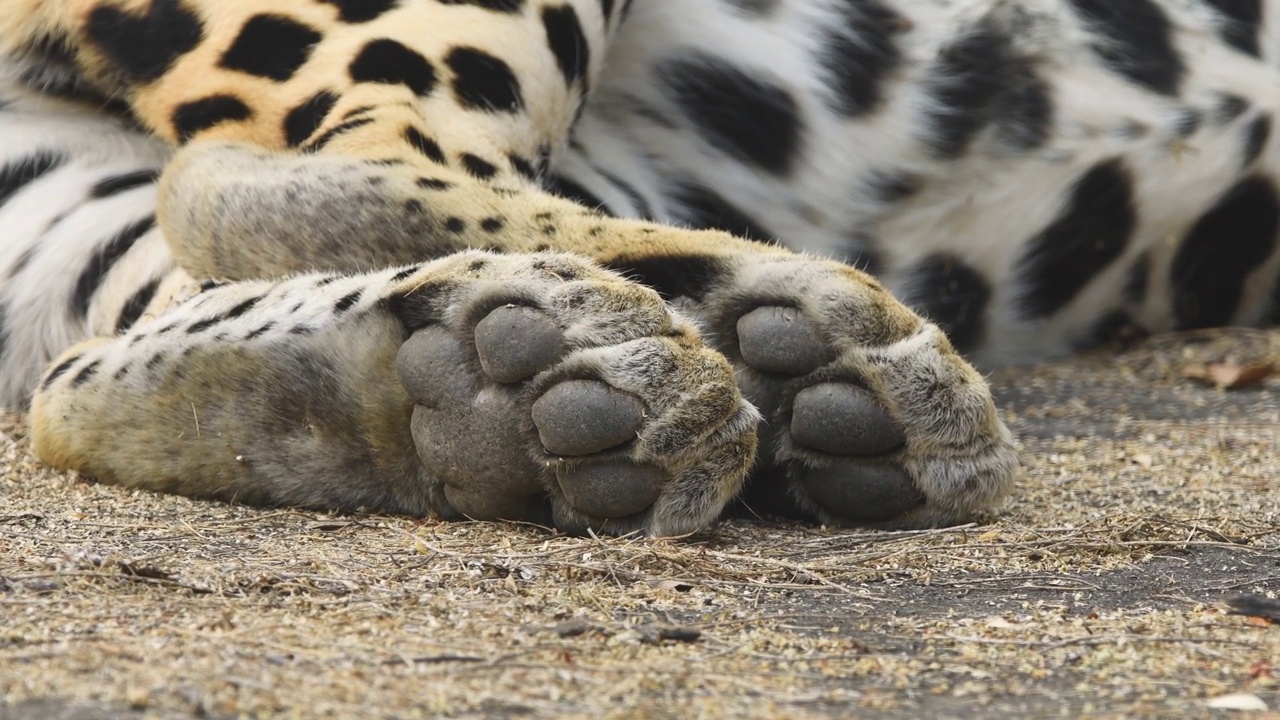 近距离或细节拍摄野生雄性豹或豹的身体部分，爪子或脚形状与软垫黑色皮肤在户外野生动物丛林游猎在印度中部的森林-黑斑豹视频下载