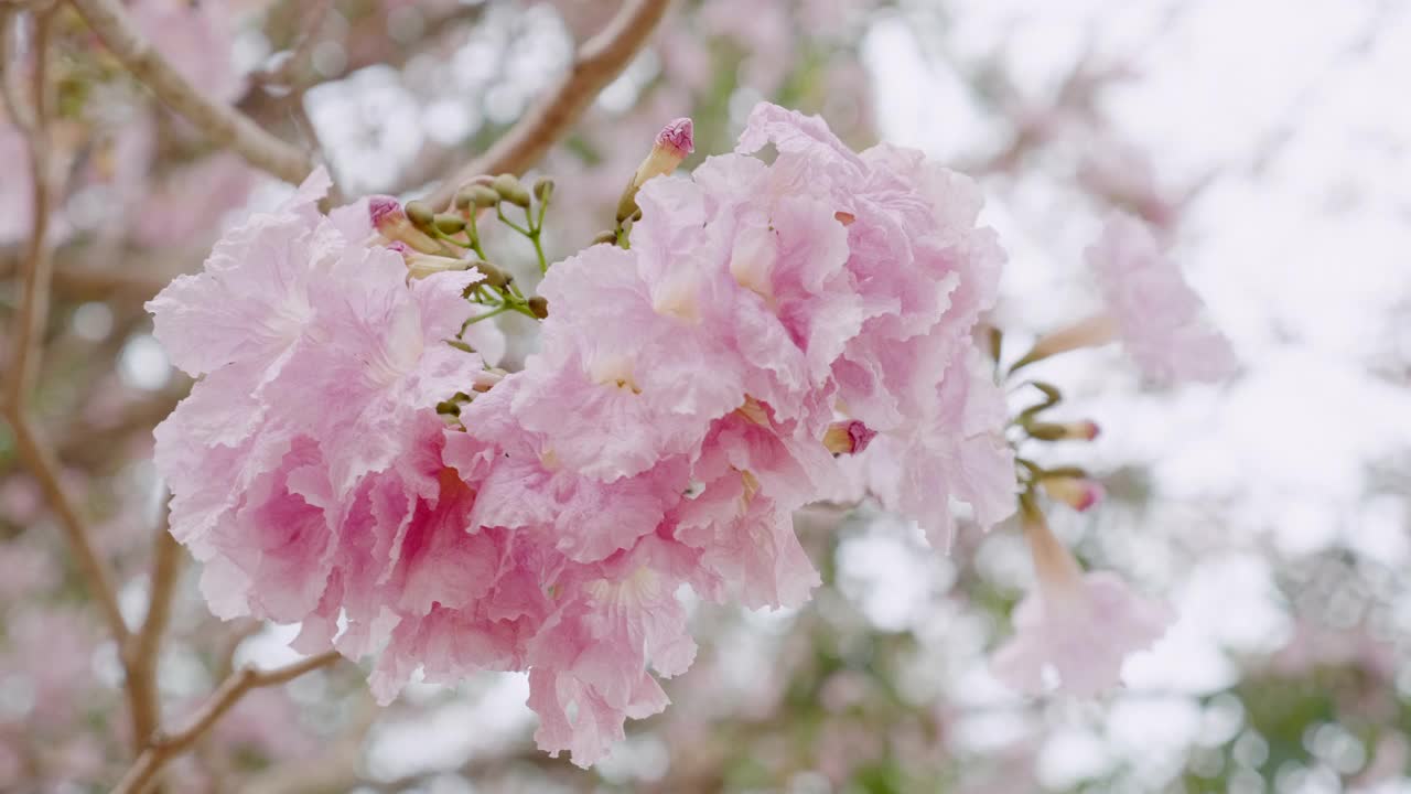 粉红色的樱花在风中摇曳的特写视频下载