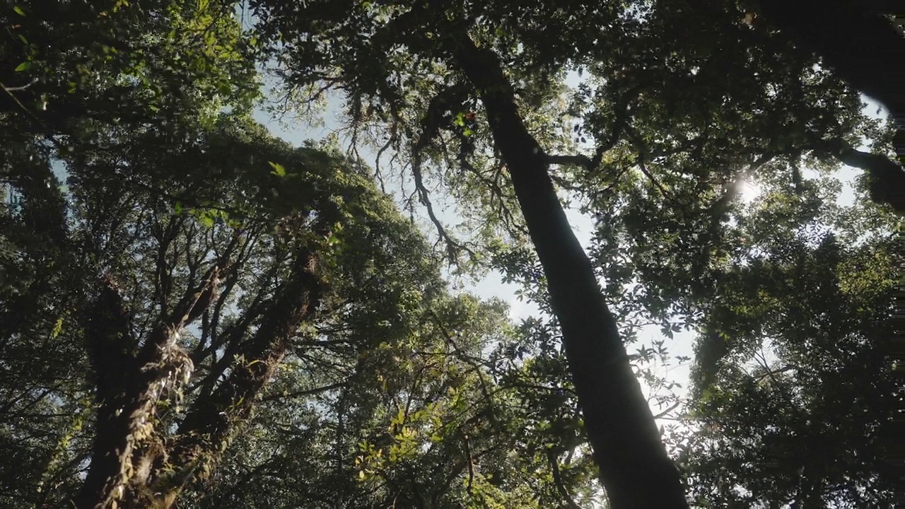 倾斜角度的观点与绿色树叶运动和阳光的雨林树木树皮视频下载