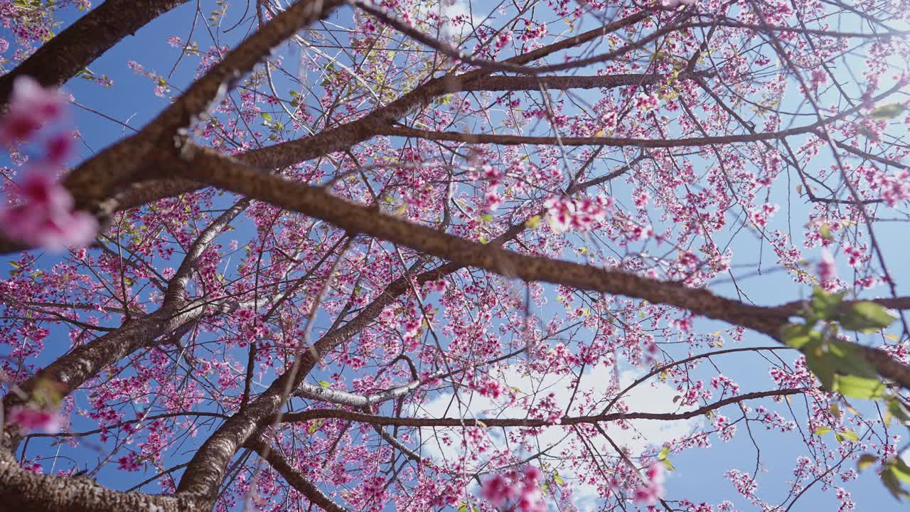 近距离的日本樱花(prunus serlurata)，(樱花)盛开与粉红色的背景和copyspace视频下载