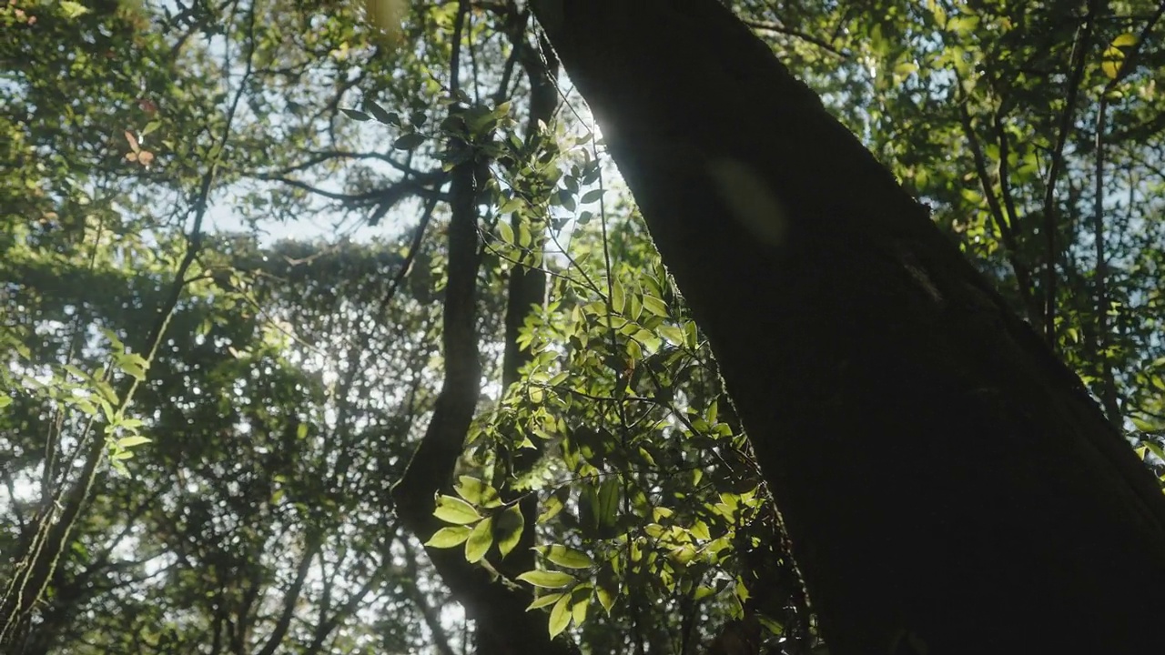 倾斜角度的观点与绿色树叶运动和阳光的雨林树木树皮视频下载