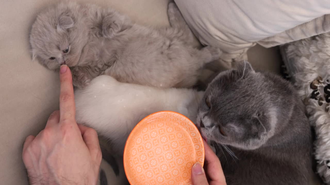 猫主人和她的小猫玩耍视频下载