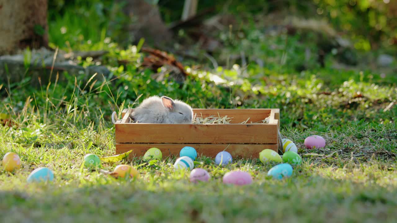 可爱的小兔子霍兰德垂下在篮子里吃草视频下载