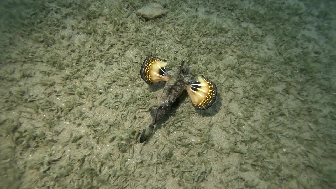 恶魔毒刺慢慢地走在布满海藻的沙底上。有胡须的食尸鬼，海妖精或章鱼(didactylus)。4 k-60fps视频素材