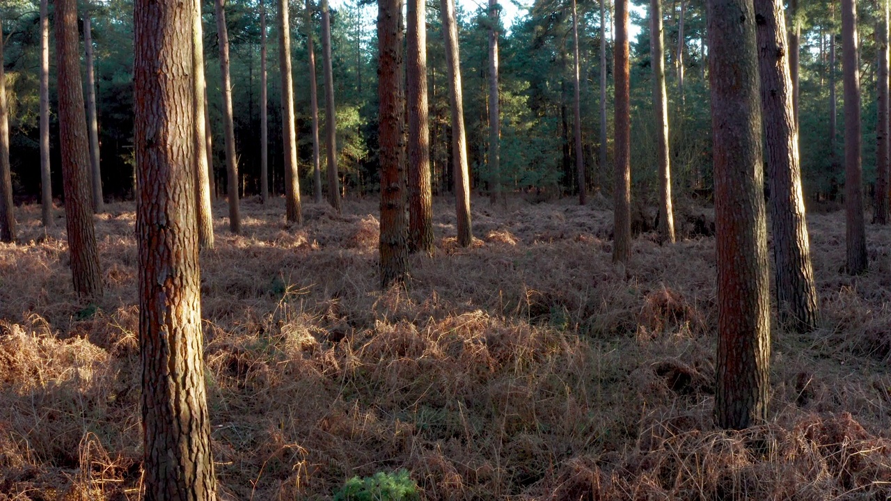 一个跑步者在长满青草的森林小径上缓慢上升的片段视频下载