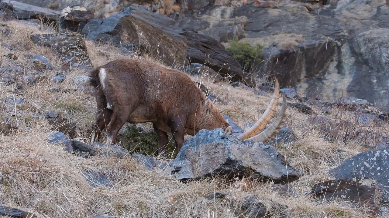野生阿尔卑斯山的高山野山羊(卡普拉野山羊)视频下载
