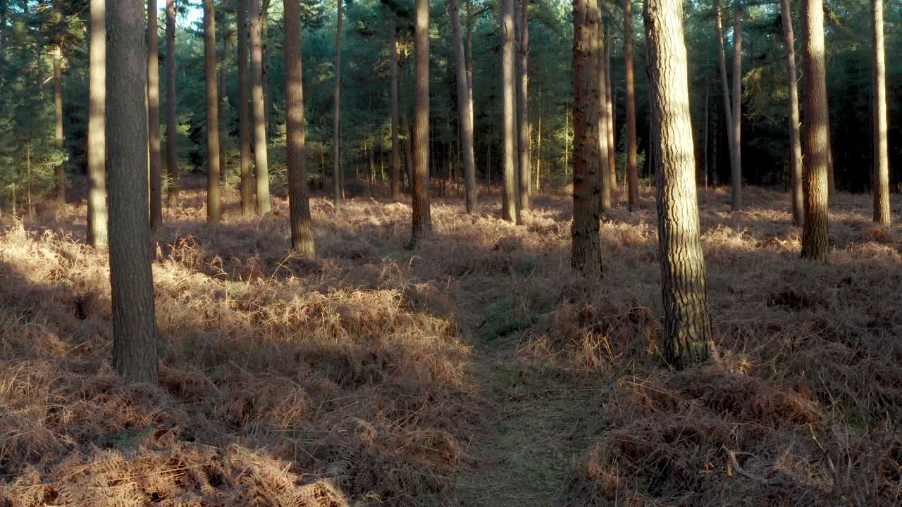 一个奔跑者在森林小径上的上升剪辑视频下载