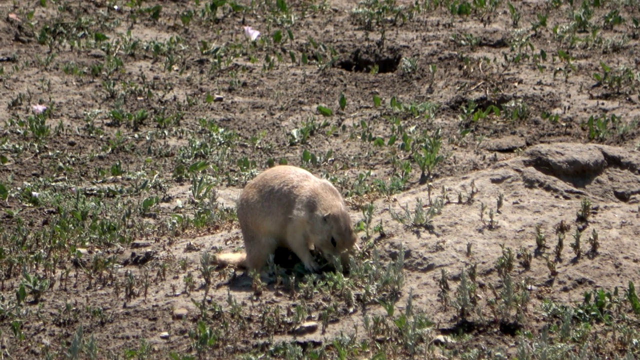 西奥多·罗斯福国家公园里，一只草原土拨鼠正在大嚼植物视频下载