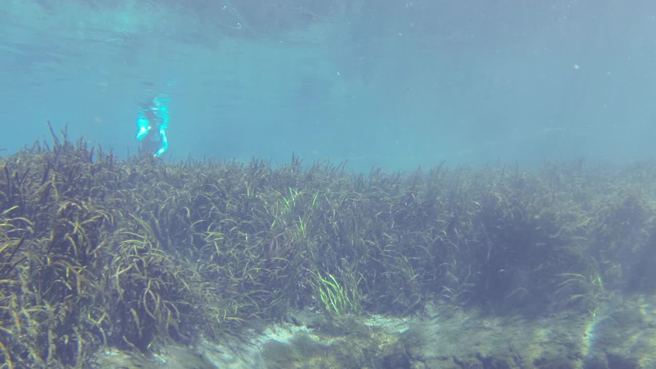 穿着潜水服的浮潜者在淡水泉流出的带状草上游泳视频下载