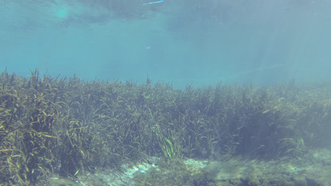 穿着潜水服的浮潜者游进镜框，越过草木淡泉，然后踩在远处的水里视频下载
