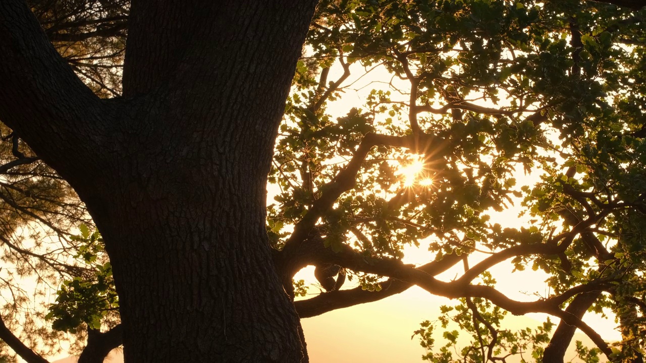美丽的橡树在它的枝叶间沐浴着阳光视频素材