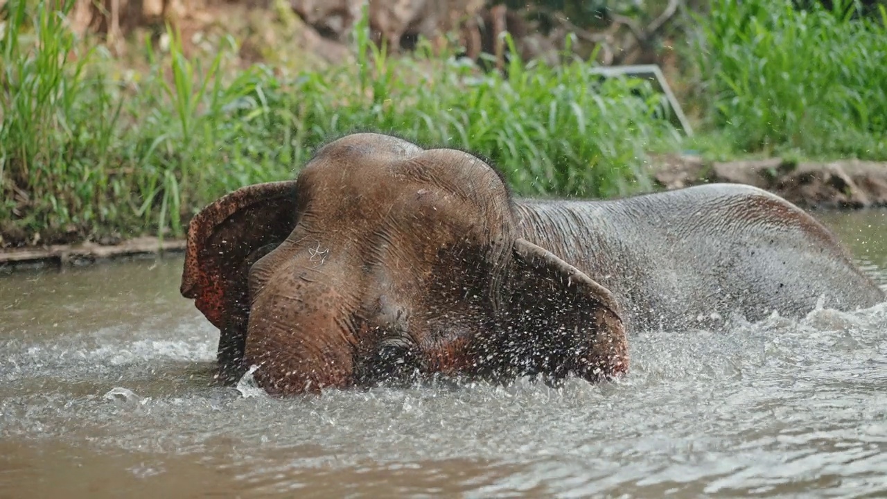 近距离拍摄亚洲象在溪流中放松和沐浴，驯象员在大象保护营地擦洗视频下载