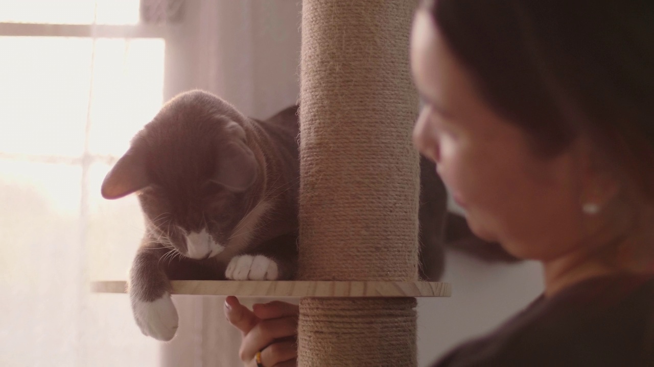 亚洲妇女抚摸和爱抚一个可爱的猫抓柱。视频下载