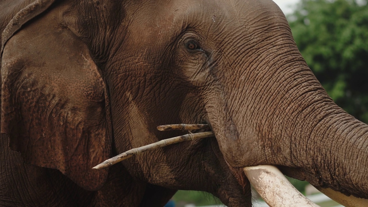 近景拍摄亚洲象在大象保护营地吃草和糖凯恩视频下载