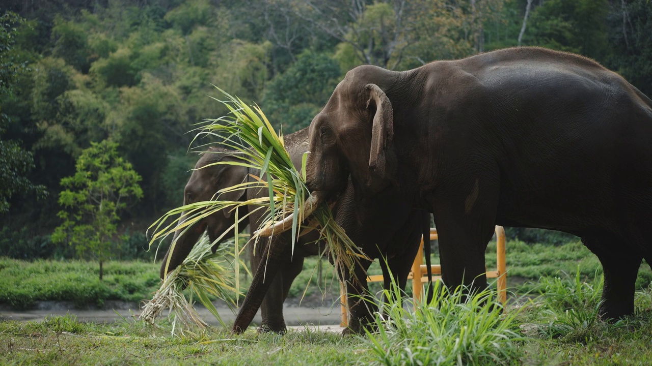 近景拍摄亚洲象在大象保护营地吃草和糖凯恩视频下载