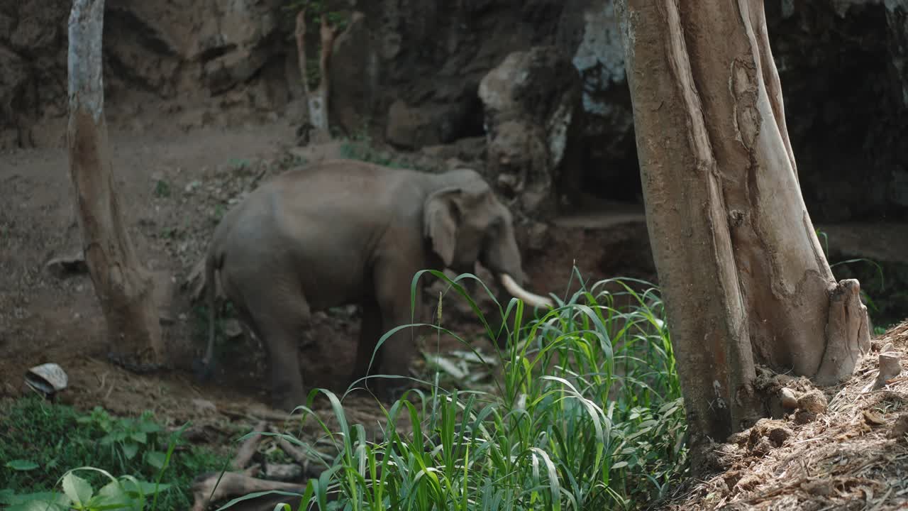 广角拍摄亚洲象生活和吃草和糖凯恩在大象保护营地视频下载