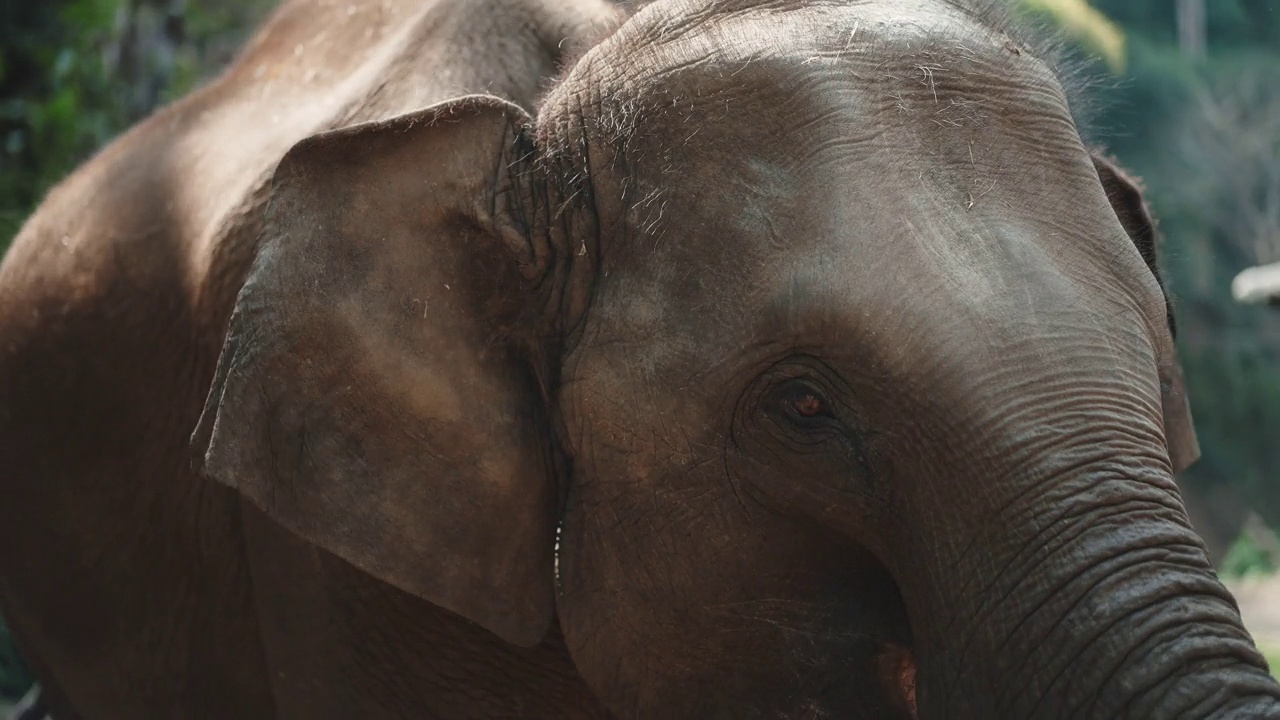 近距离观察生活在大象保护营地的亚洲象视频下载