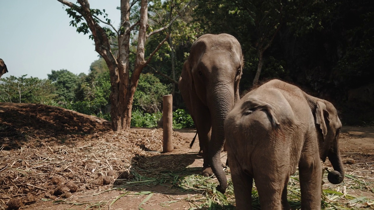 在大象保育营，亚洲小象和象妈妈一起吃草视频下载