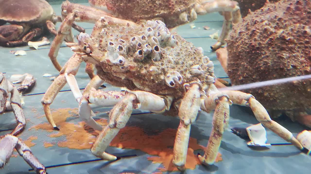 蜘蛛蟹吃螃蟹视频下载