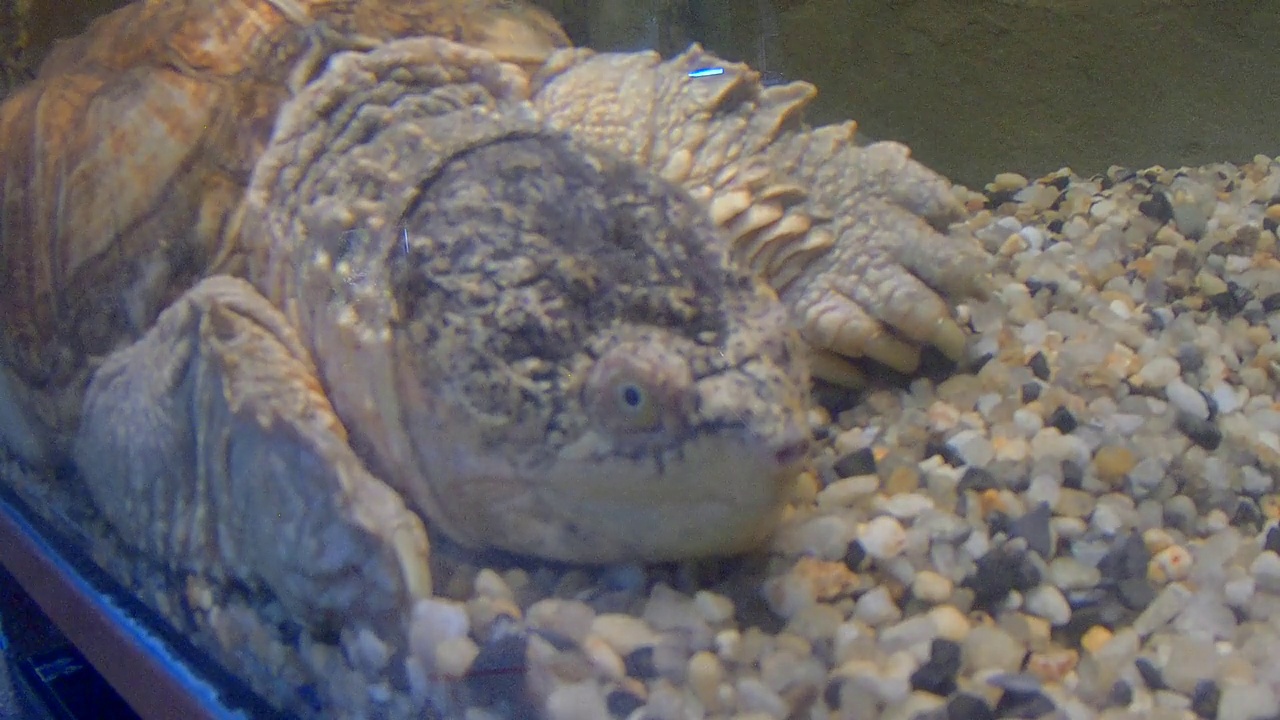 水生海龟视频素材