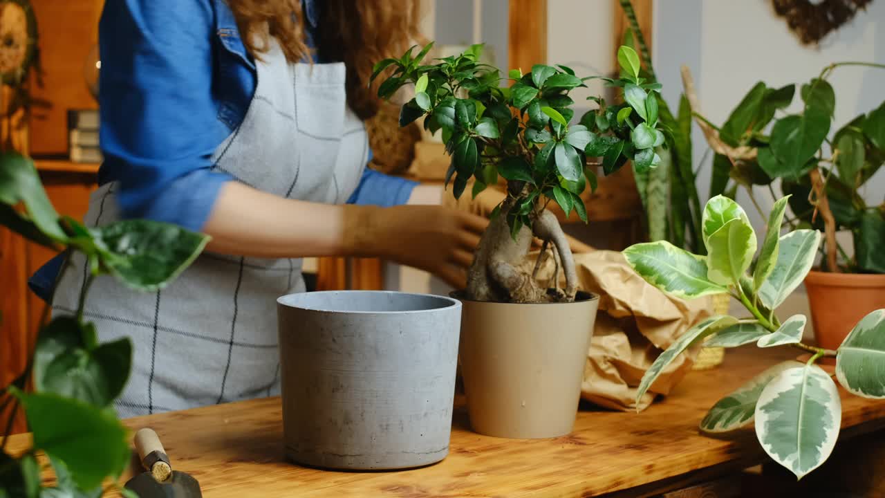 女人移植室内植物视频下载